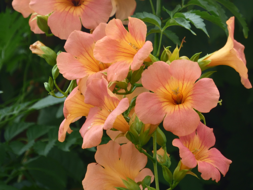 街中のノウゼンカズラ