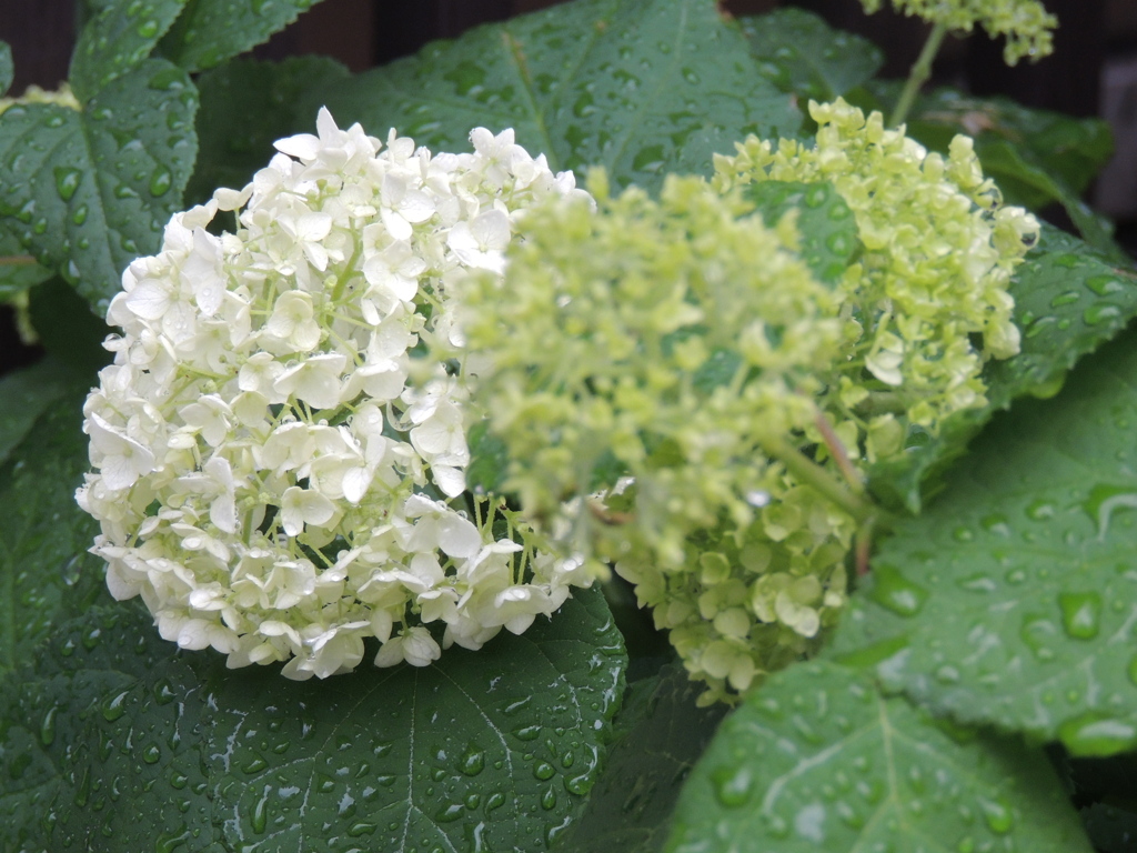 雨の東京根津のアナベル紫陽花