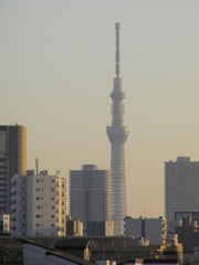 荒川土手から見える東京スカイツリーの全景