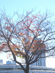 汐入公園の染井吉野の紅葉と