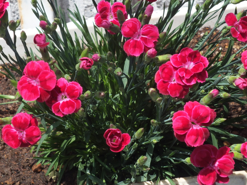 変わった八重のダイアンサスナデシコ