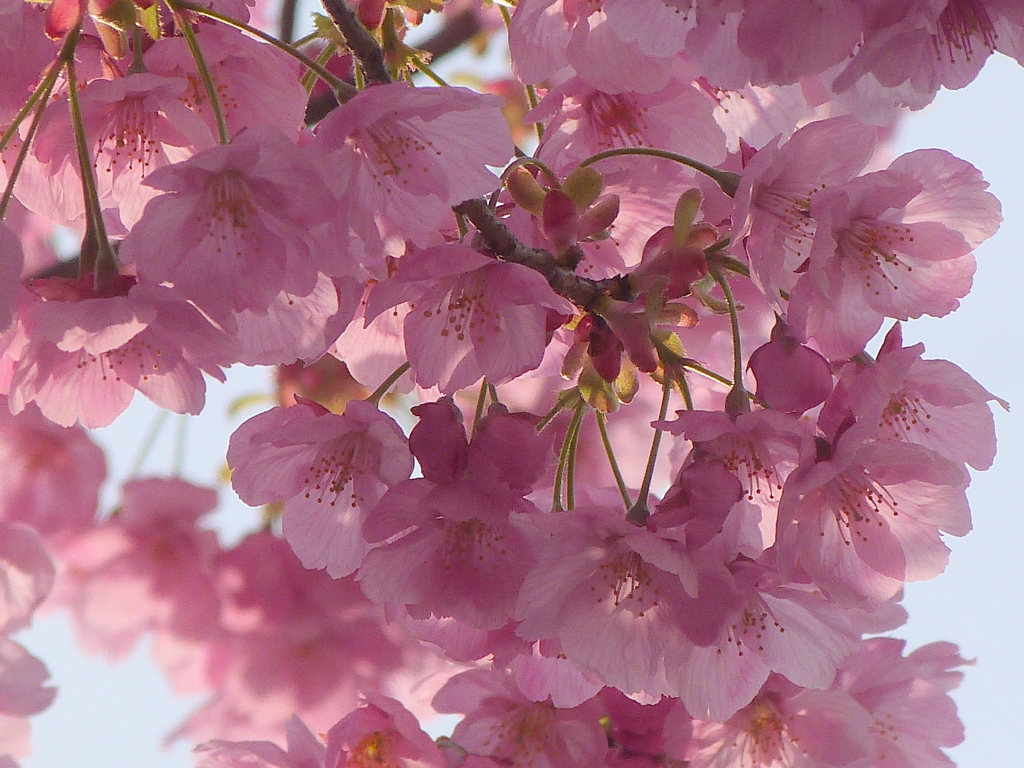 気象庁の近くに流れる日本橋川沿い公園の陽光桜