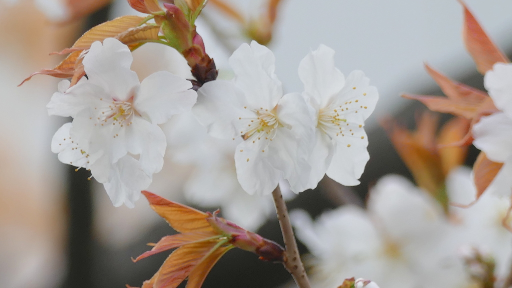 千住大橋芭蕉やだてテラスの山桜