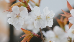 千住大橋芭蕉やだてテラスの山桜