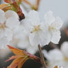 千住大橋芭蕉やだてテラスの山桜
