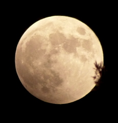 半影食中近くの木も半影食