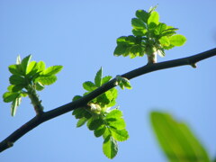 青空に野薔薇の芽生え