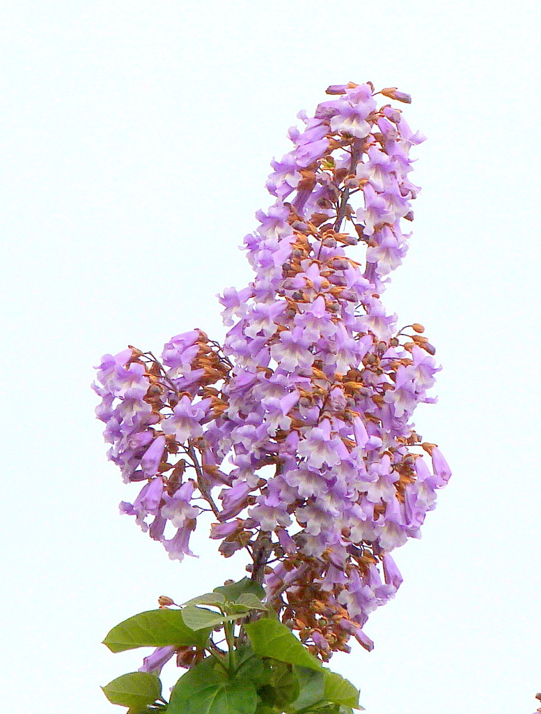 桐の花