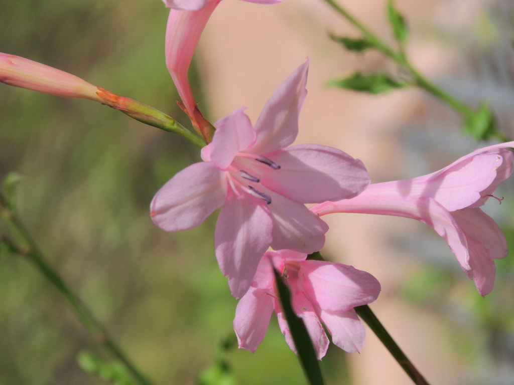 花壇の中にピンクのワトソニア