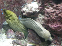 美ら海水族館の沖縄ウツボかな