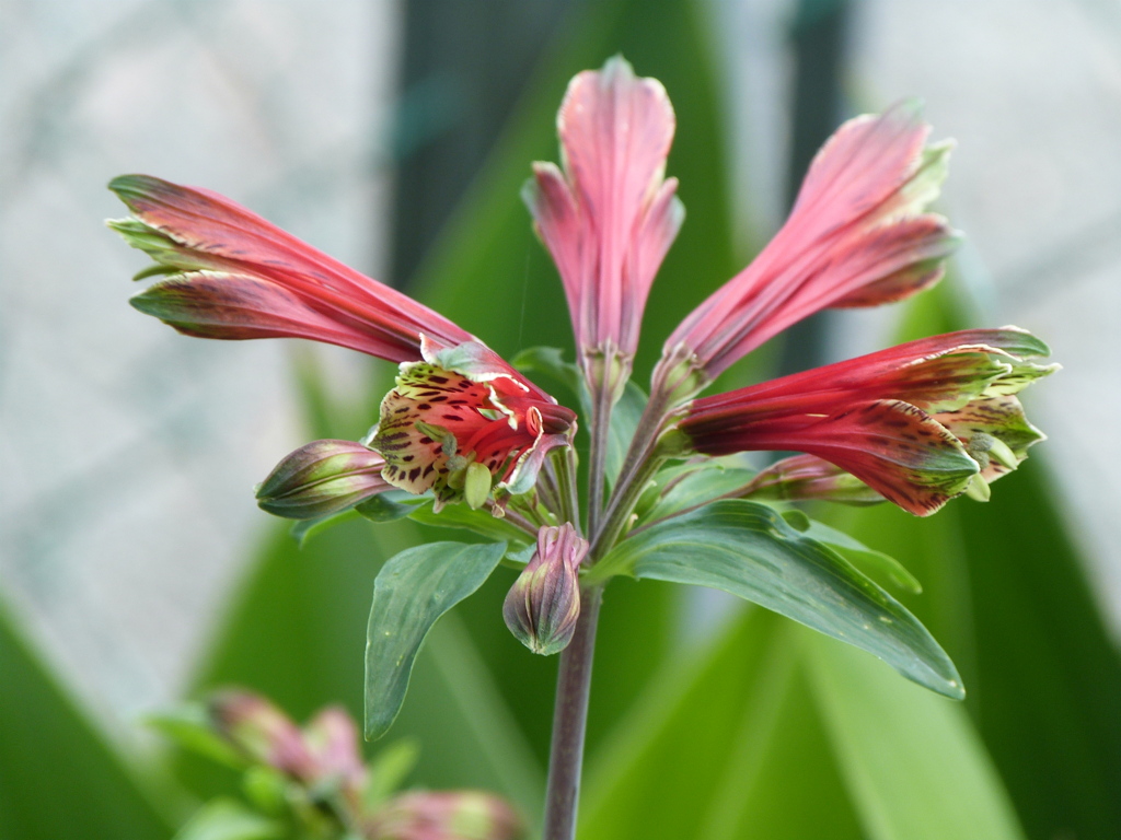 大分日田の月隈公園のお堀の周辺のアルストロメリア・プルケラ