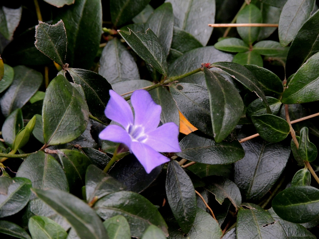 小さなマンションの花壇のヒメツル日日草