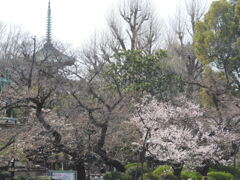 上野の五重塔と満開の小松乙女