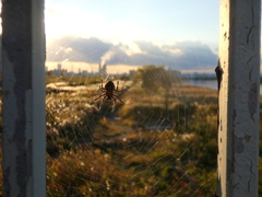 橋の柵間の夕景