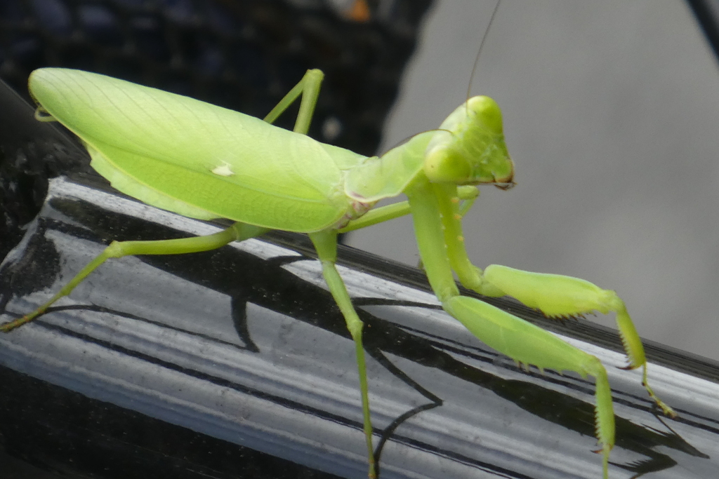 いつの間にか自転車の荷台にカマキリ