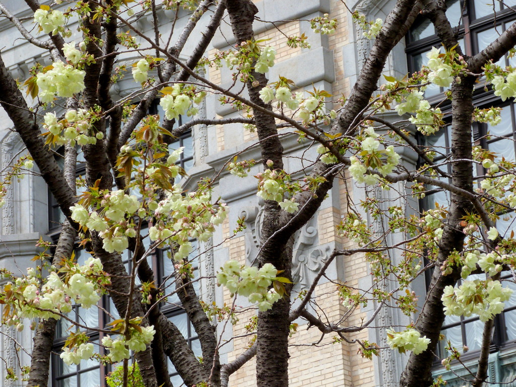 上野の子ども図書館の八重の緑の、ウコン桜