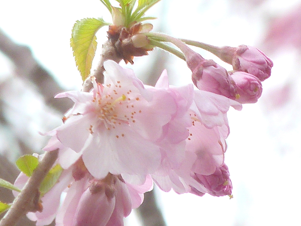 千住桜木の八重紅江戸彼岸