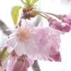 千住桜木の八重紅江戸彼岸