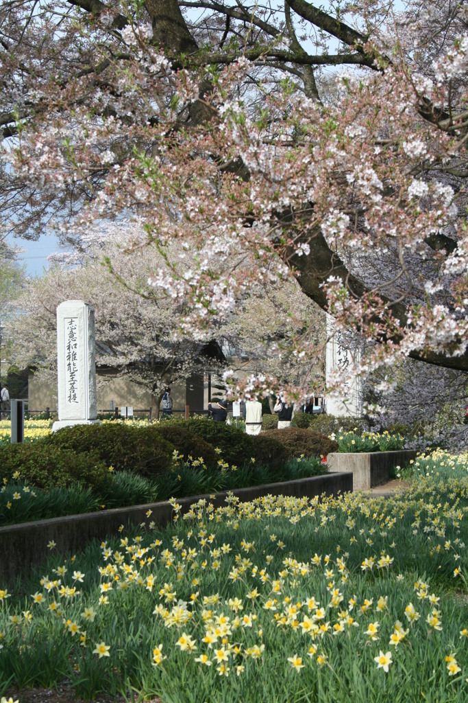 山梨北杜市の実相寺の桜とスイセン