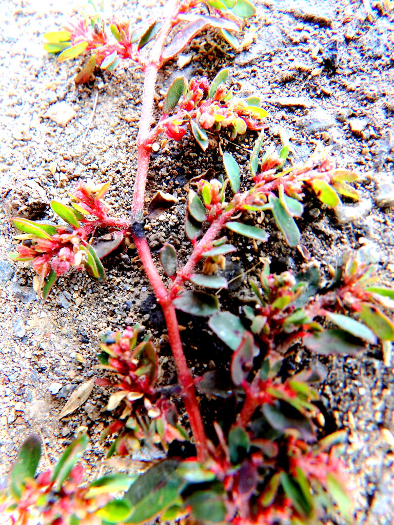 土手の石垣にへばりついたコ二シキソウ（名がお相撲の小錦がうかんで）