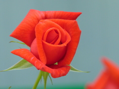 オレンジ色のばら