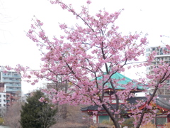 不忍池中の島弁天堂と河津桜