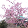 不忍池中の島弁天堂と河津桜