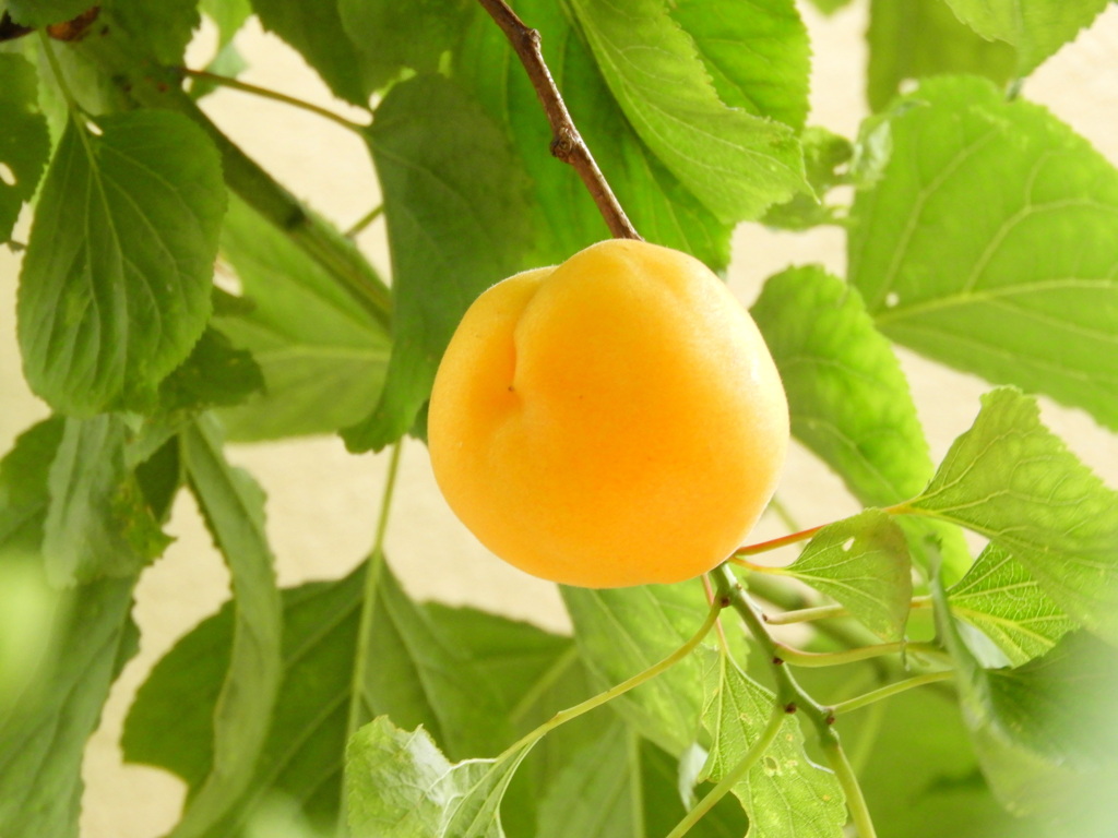千住の黄色く熟した杏子の実