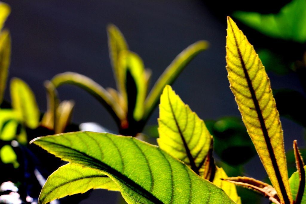 琵琶の葉っぱの葉脈