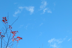 残り百日紅の紅葉の青空