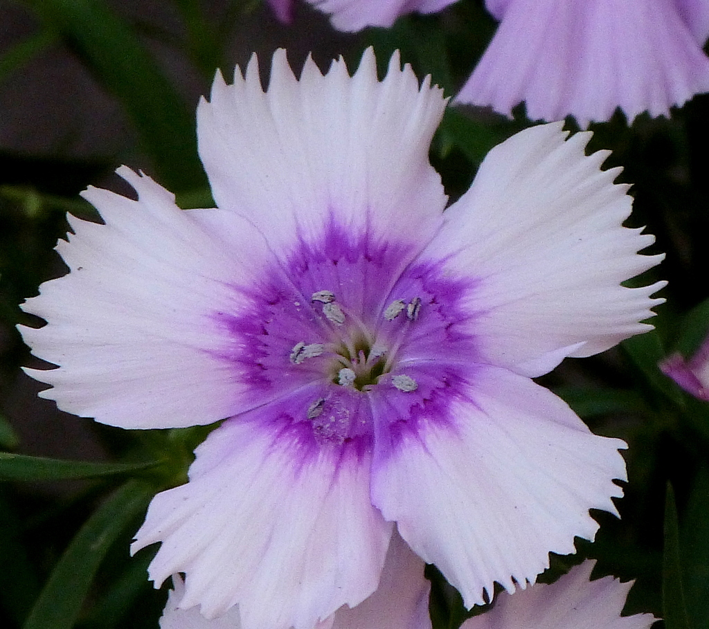 ダイアンサスナデシコ