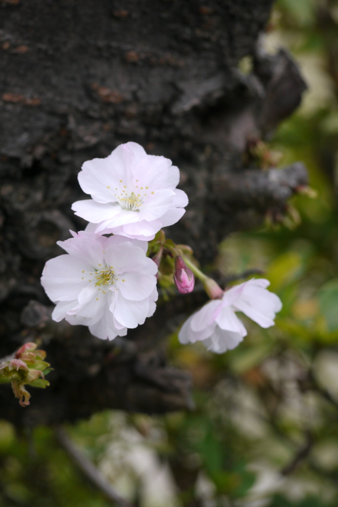 千住桜木公園の幹から咲いてる高砂桜
