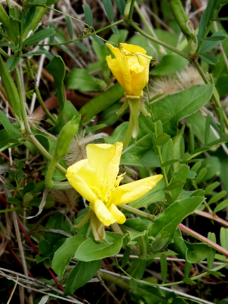 空き地に生えたコマツヨイ草