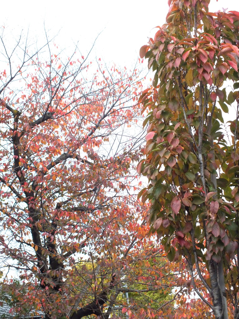 街路の桜の紅葉
