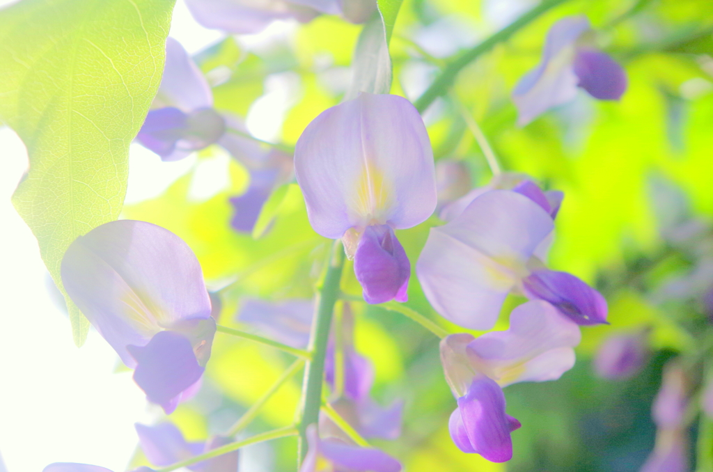 朝逆光の藤の花