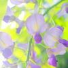 朝逆光の藤の花
