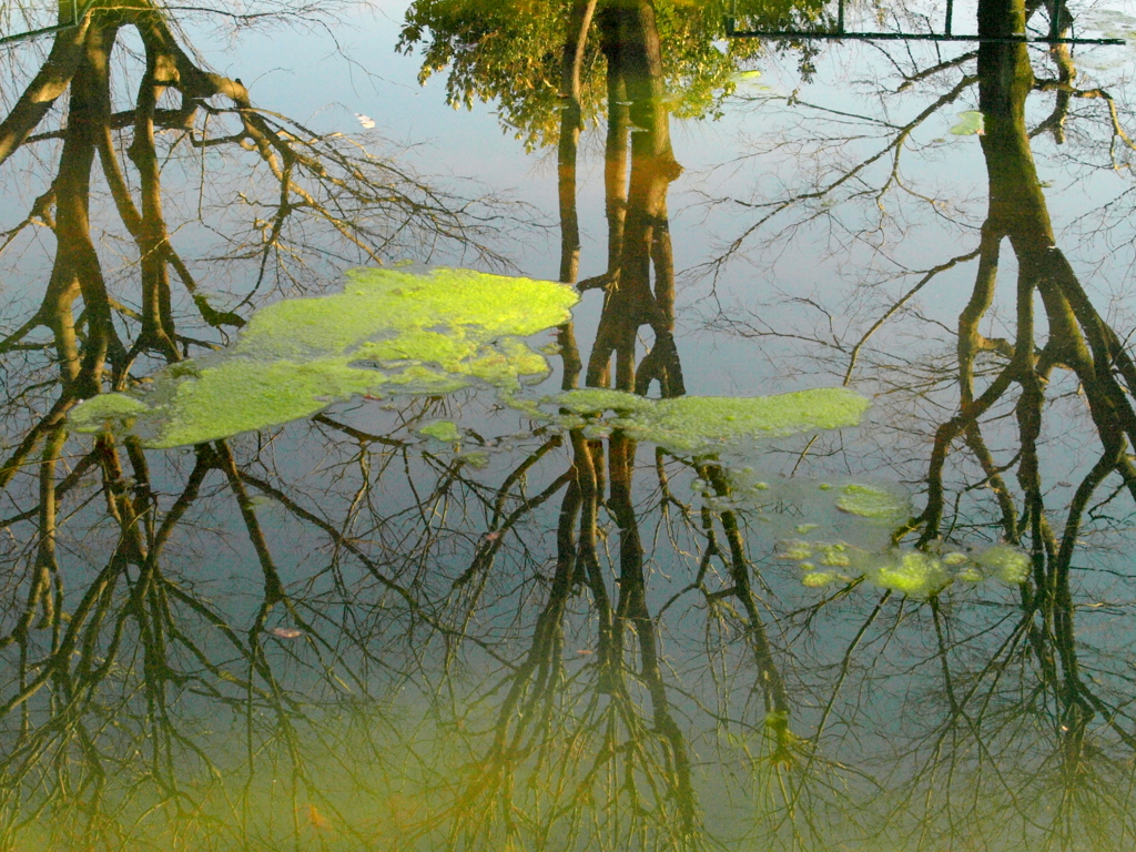 柳原千草園の樹木の池
