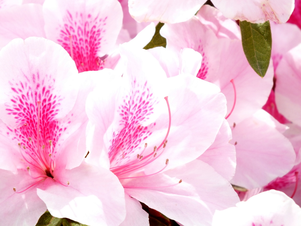 ヒラドツツジピンク