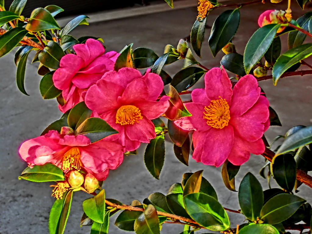 山茶花のコラージュ