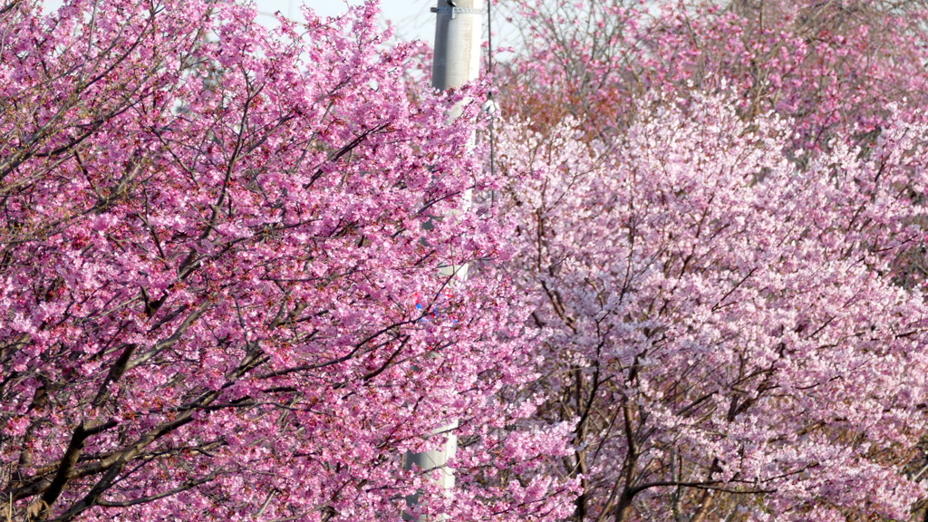 みやびとおおかんざくら