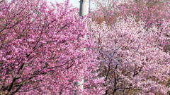 みやびとおおかんざくら