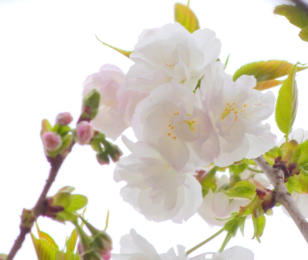 不忍池の八重の白い、白妙桜