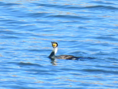 隅田川のカワウ