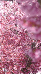 荒川区南千住隅田川沿い石浜神社参道のおかめさくら