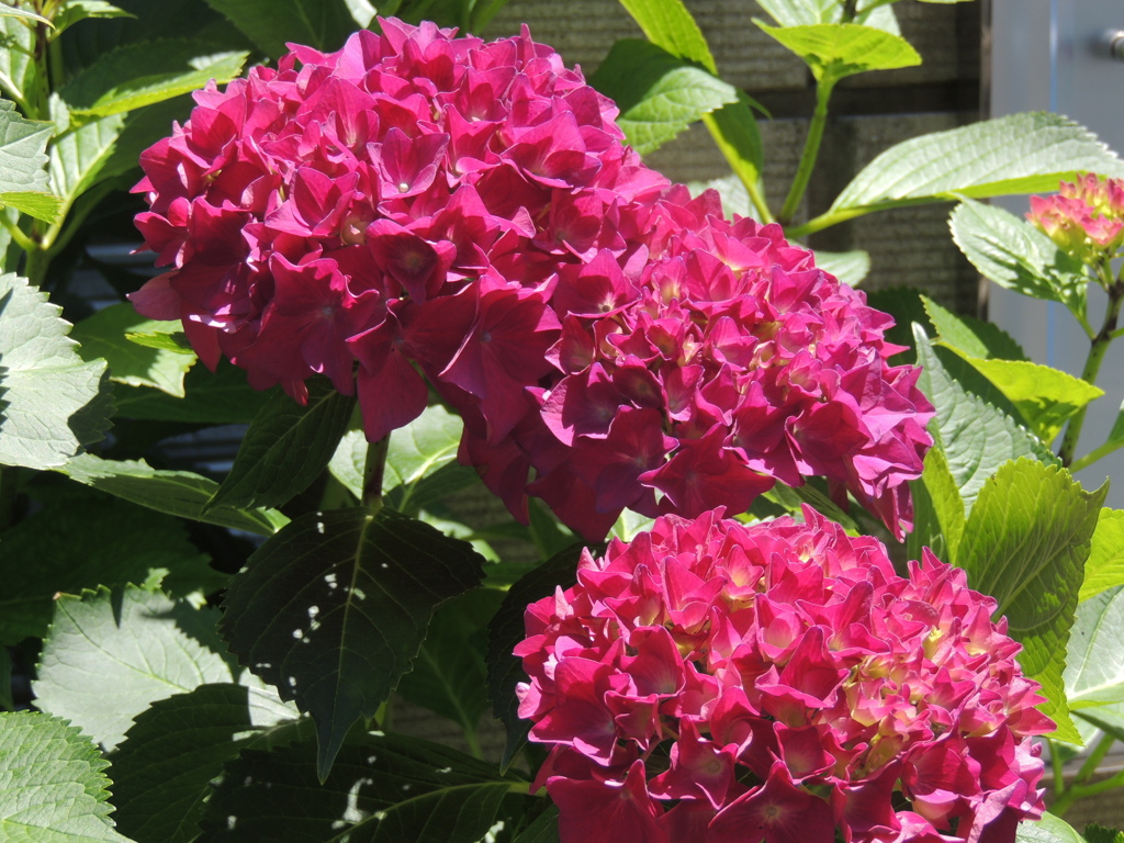 赤い紫陽花
