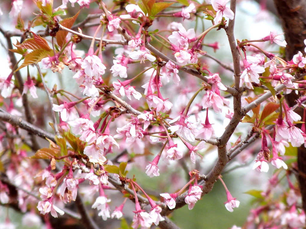 三宅坂国立劇場の近畿豆桜の八重咲品種で八重山彼岸とかクマガイザクラ（熊谷桜）