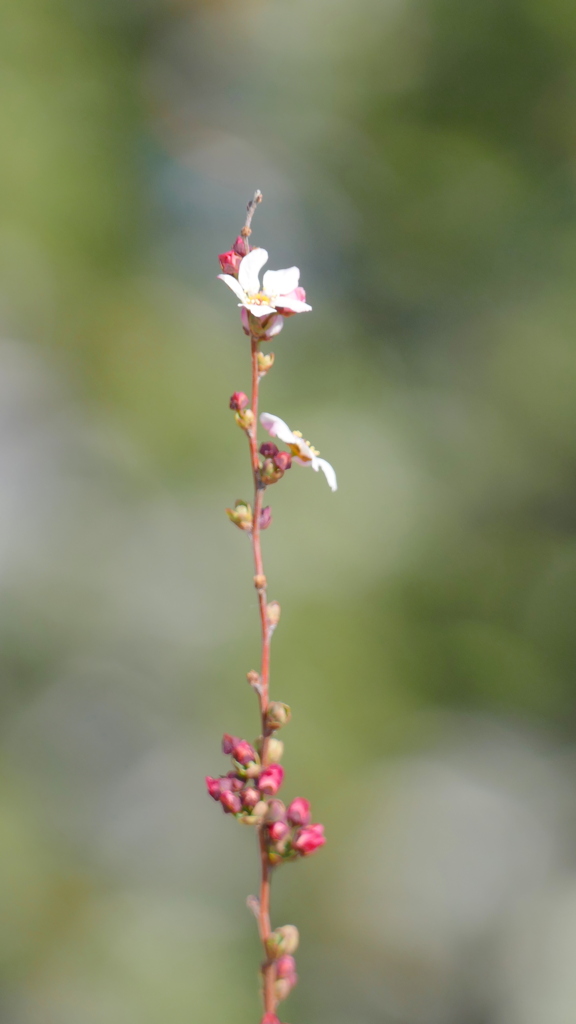 べにばなゆきやなぎ