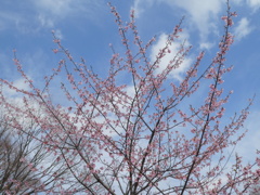 舎人公園の修善寺カンザクラ