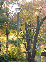 荒川区役所公園の木々と街路灯の都会の秋のコラボ