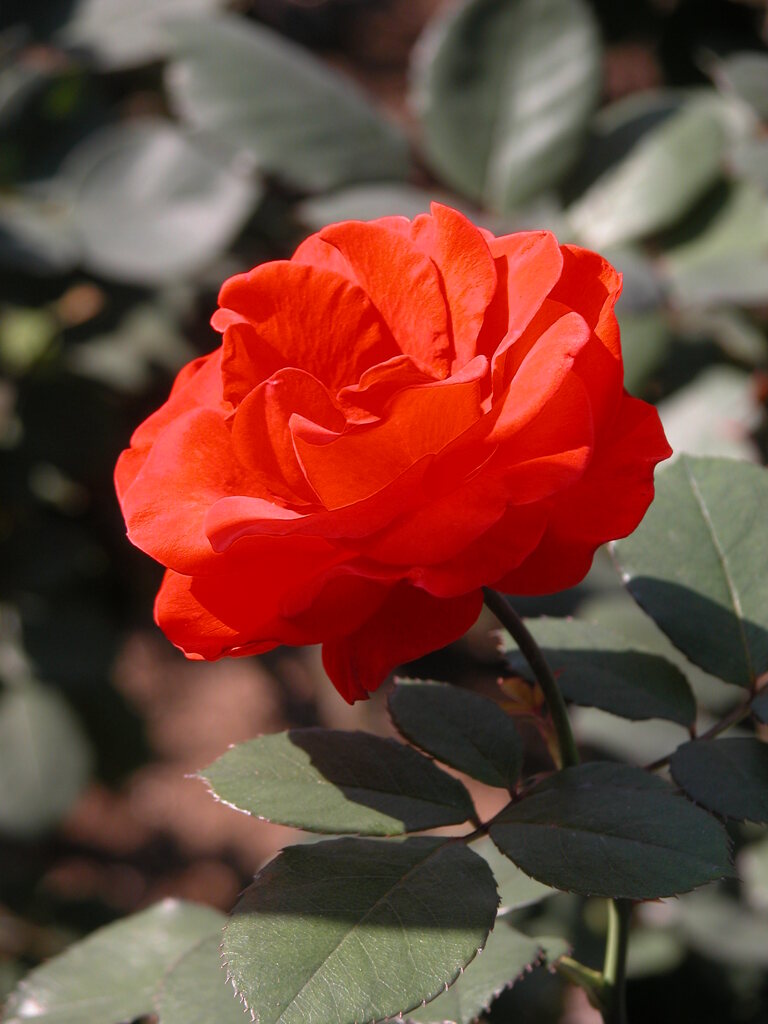 昔のデジカメで撮った赤いバラ